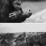 zoo-st-martin-chimpanze-hd